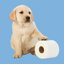 Scottex Toiletpapier Decor 2-laags - 24 rollen